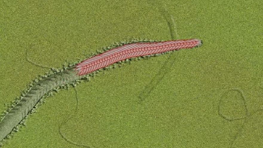 La vida en movimiento pudo empezar con un gusano de hace 550 millones de años
