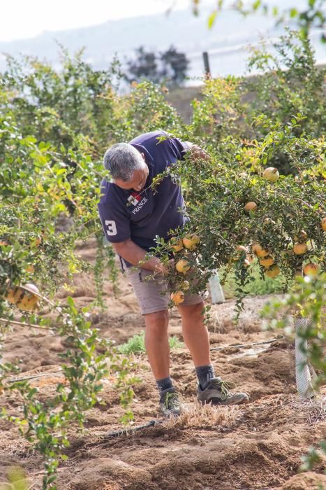 Una familia de agricultores de Elche escoge suelos torrevejenses para cultivar el fruto con denominación de origen