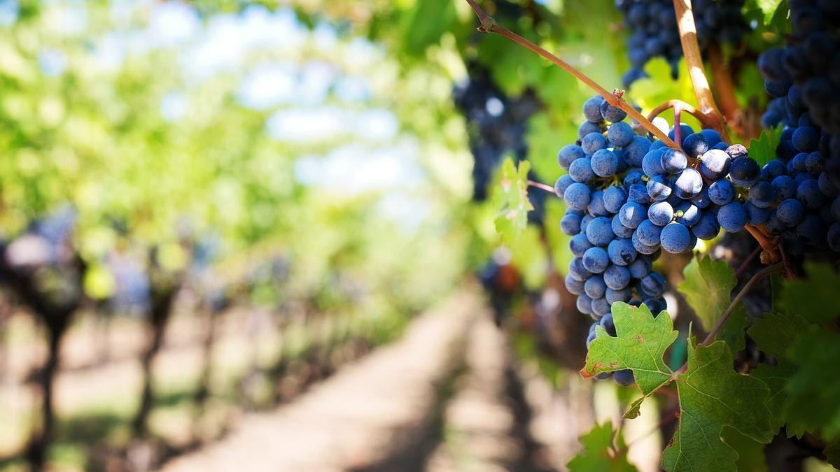 Las uvas reducen el colesterol según un estudio.