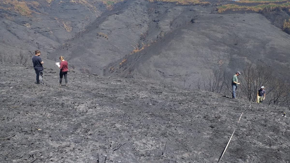 Técnicos del Centro de Investigación Forestal de Lourizán (Pontevedra) evalúan los daños provocados por los incendios en la Serra do Courel..