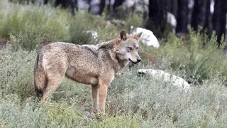 Un ataque de lobo cada tres horas: la frecuencia letal de las lobadas en Castilla y León