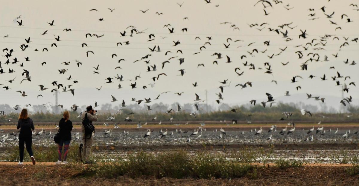 Isla Mayor se convierte en la capital de la fotografía de naturaleza