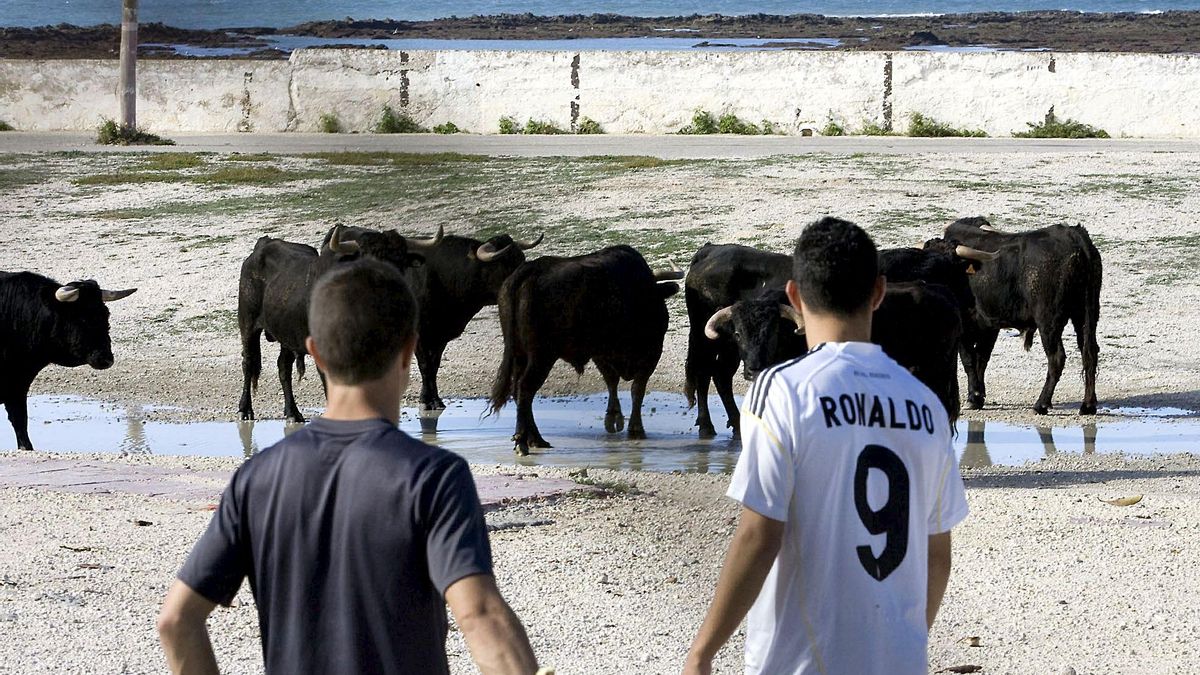 Jóvenes observan un grupo de toros.
