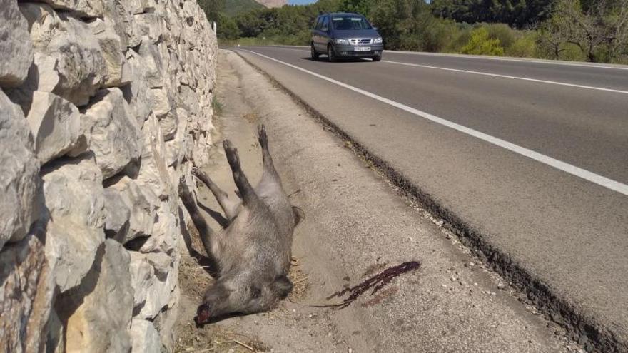 Un jabalí muerto, en la cuneta de una carretera de Dénia. | A. P. F.