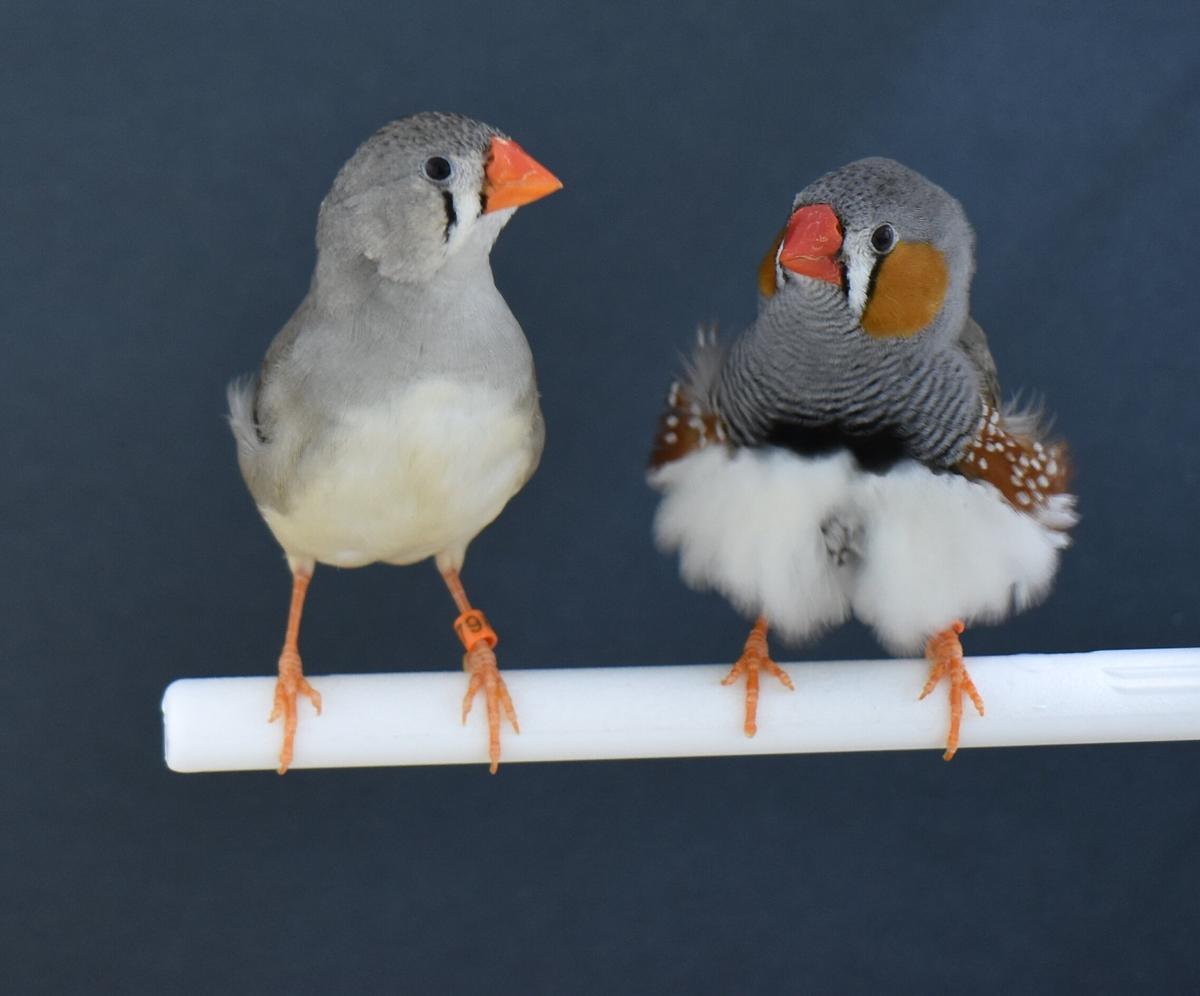 Pareja de diamantes cebra cebra en el laboratorio: la hembra está a la izquierda.