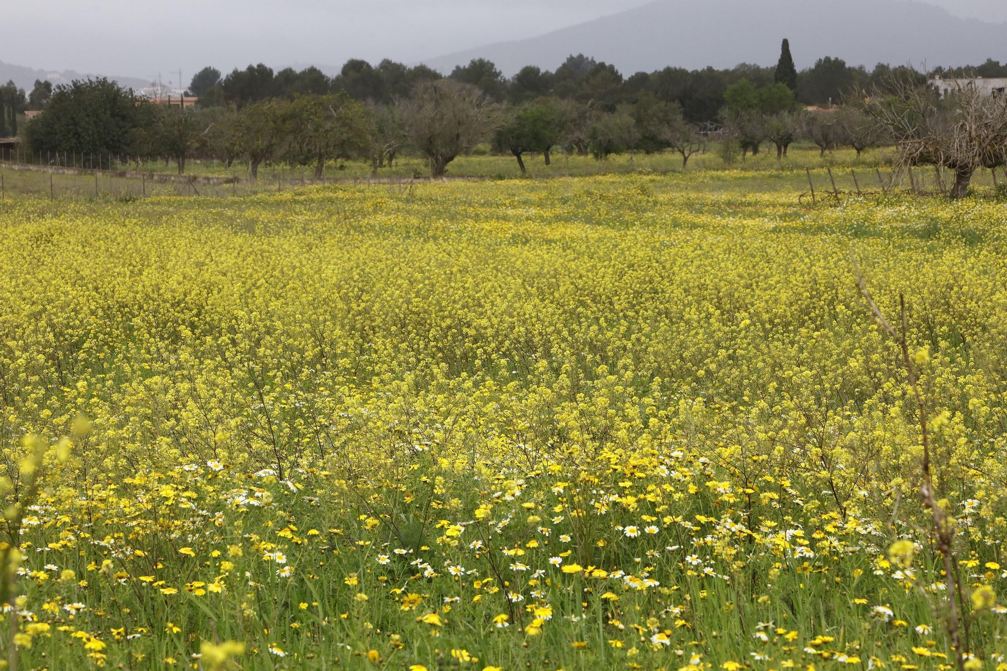 Frühlingstimmung auf Mallorca: Die Felder blühen, die Wolken ziehen langsam fort
