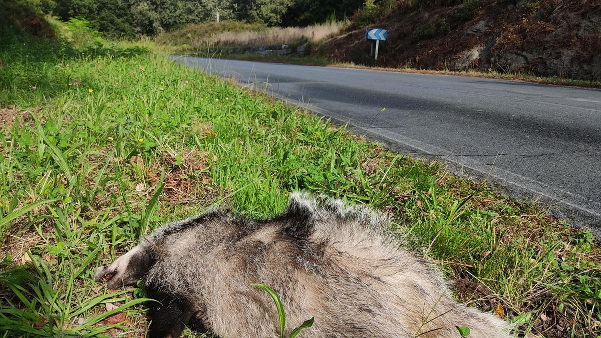 Un animal atropellado.