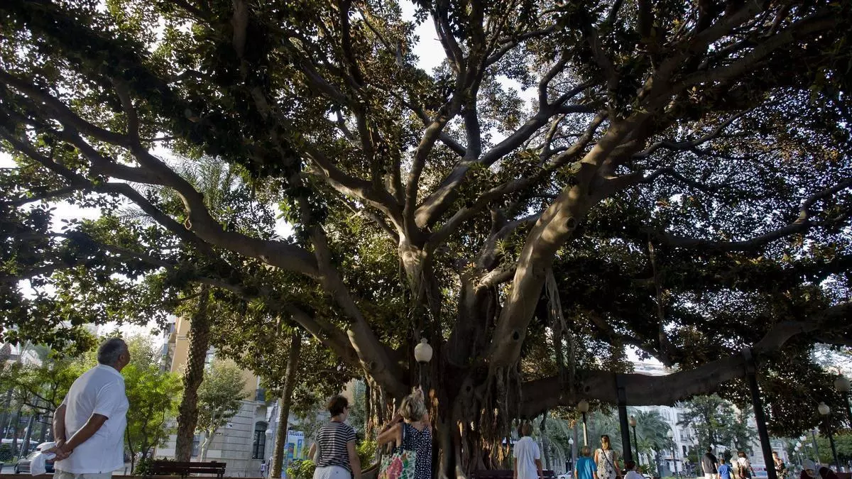 El parque de Alicante junto al mar y en el que podrás pasear entre árboles gigantes de más de 100 años