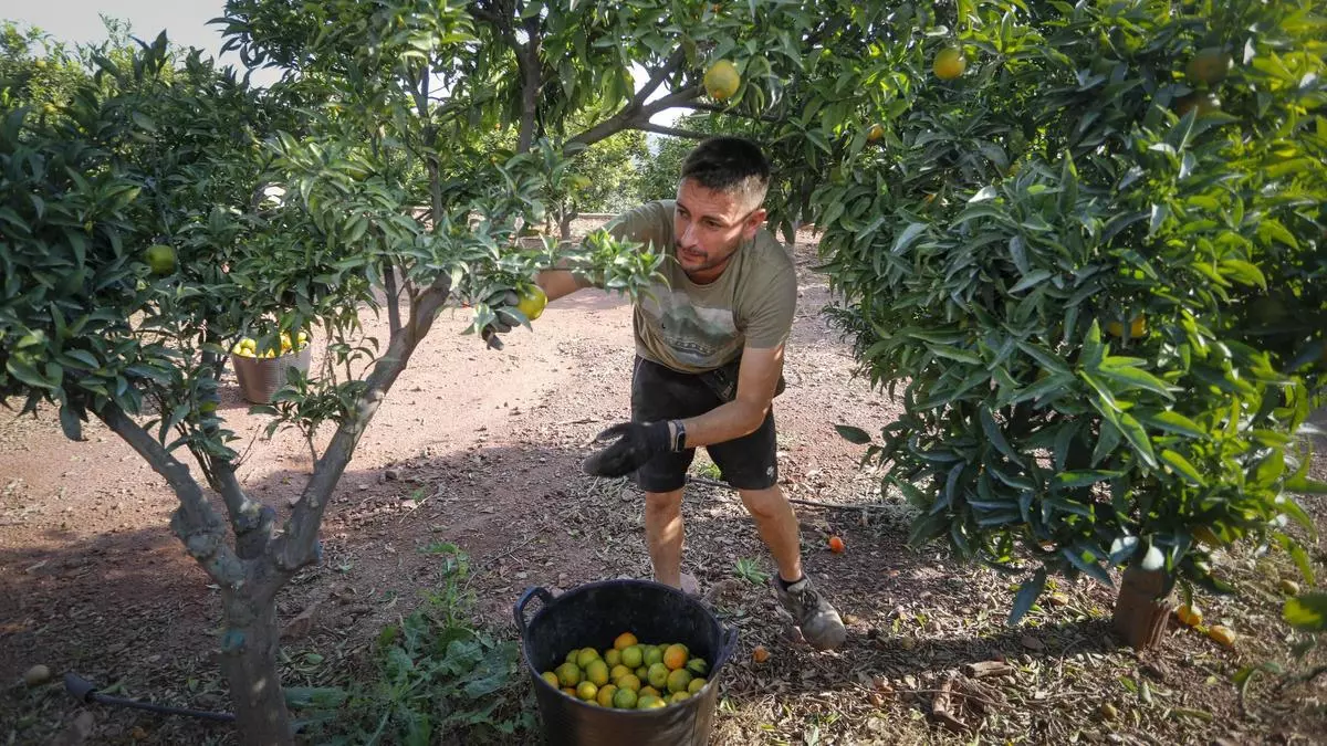Este es el sector que más creció en Sagunt en mayo