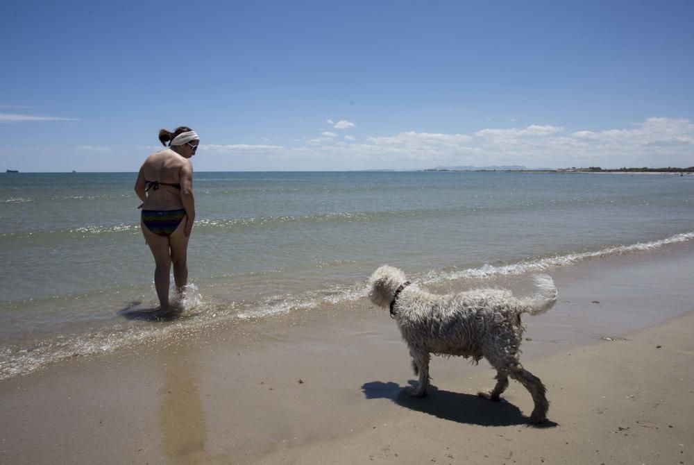 Primer día de la zona para perros en la playa de Pinedo