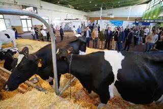 El sector primario afronta la Feria Agroganadera de Los Pedroches en un "buen momento" pero mirando con incertidumbre el contexto internacional