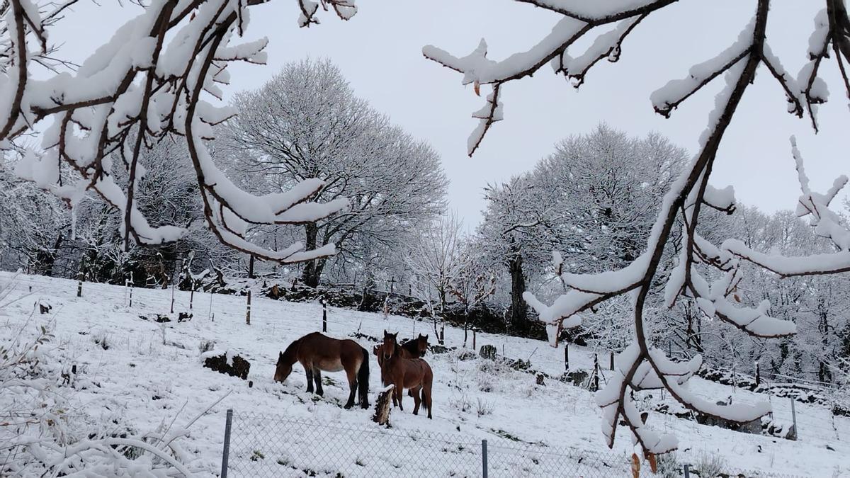 Primeras nevadas en Sanabria.