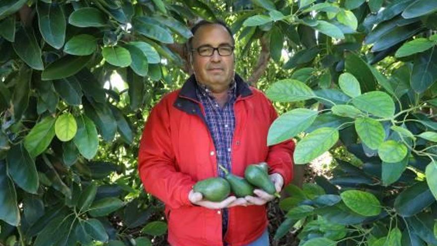 Mariano Condomina, uno de los productores de aguacate en la Comunitat Valenciana.