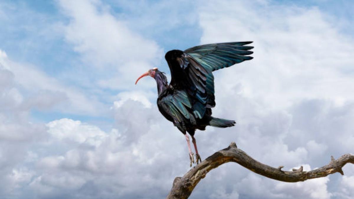 Un ibis emerita