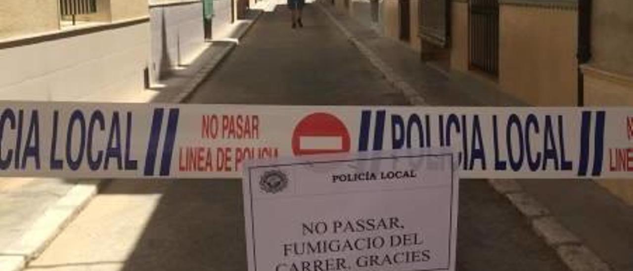 Los técnicos señalan una casa llena de basura como origen de la plaga de pulgas de Antella