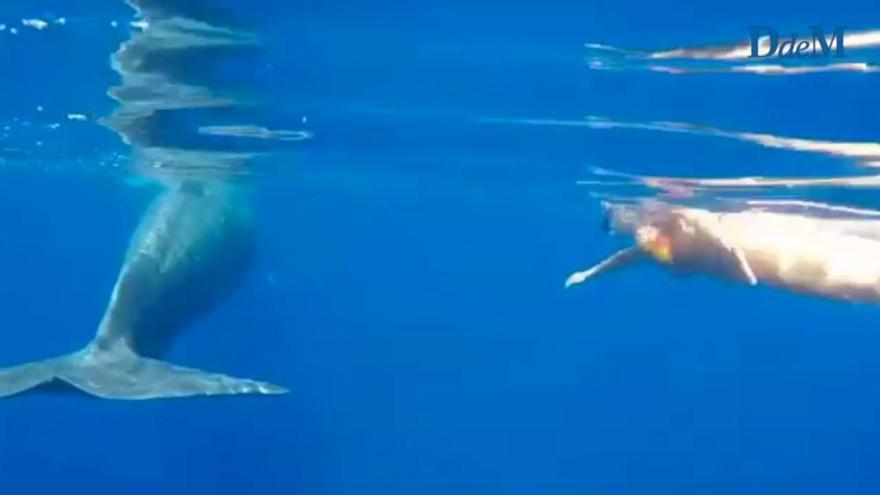 Taucher vor Mallorca bekommen Besuch von einem Pottwal