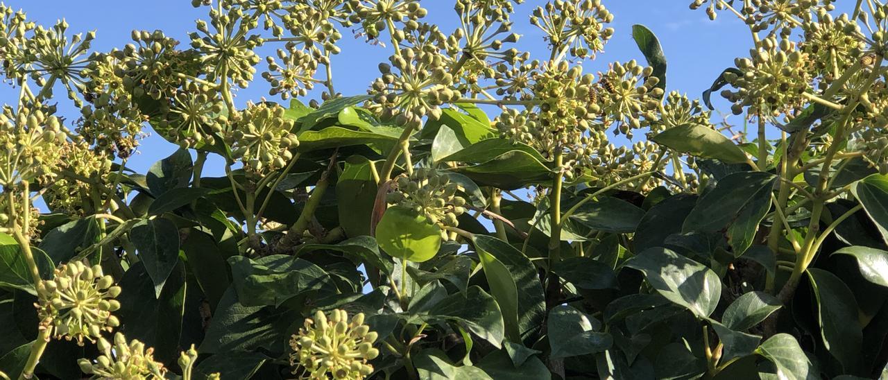 Die Doldenblüten des Efeus zeigen sich Ende November an Mauern, Zäunen und in Gärten. Sie bieten Honig- und Wildbienen, Wespen und Schmetterlingen im späten Herbst Nahrung.