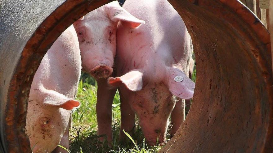 Cuatro posibles escenarios para un brote