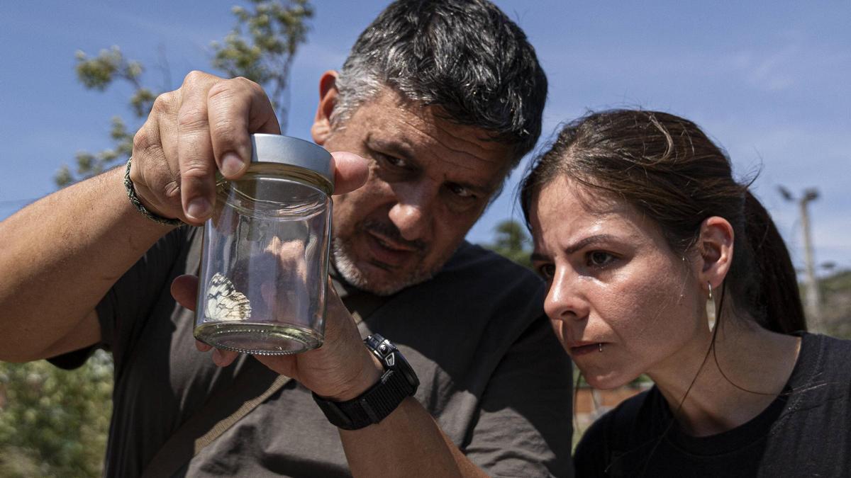 Las mariposas tratan de resistir en entornos metropolitanos degradados