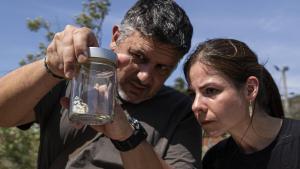 Las mariposas tratan de resistir en entornos metropolitanos degradados