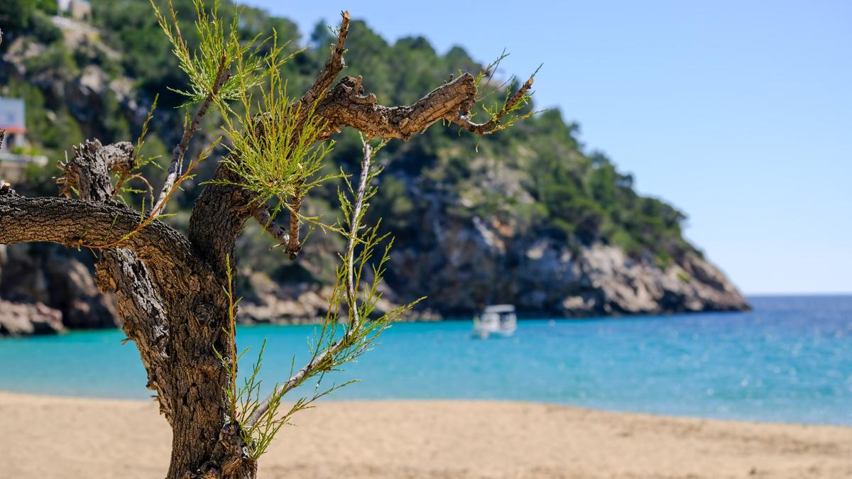 Cala Sant Vicent. 