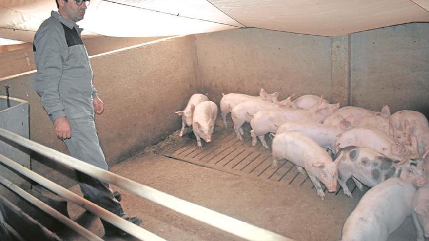 El porcino ‘engorda’ en Castellón y ya supera los 612.000 animales