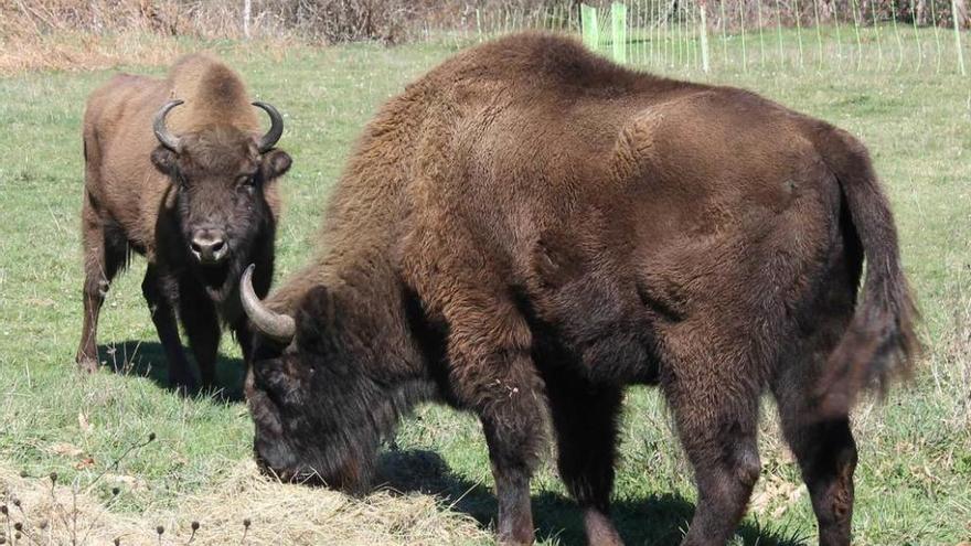 Dos bisontes en el Parque de la Prehistoria de Teverga.