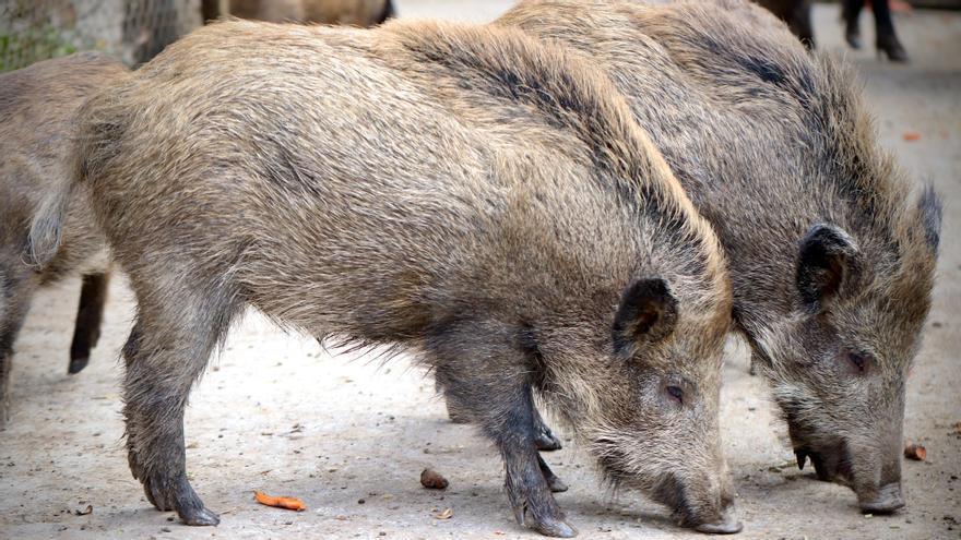 Un grup de porcs senglars en una imatge d&#039;arxiu