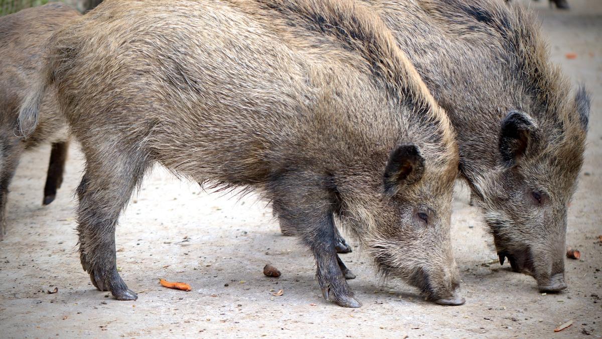 Pla tancat d&#039;un porc senglar en una imatge d&#039;arxiu