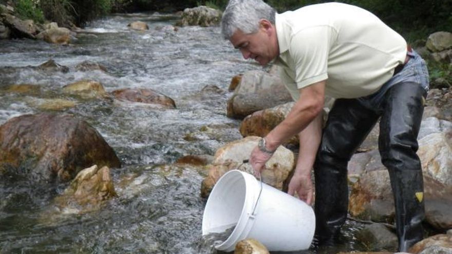 Agustín Sánchez, miembro de «El Maravayu», soltando alevines en el río Aller.