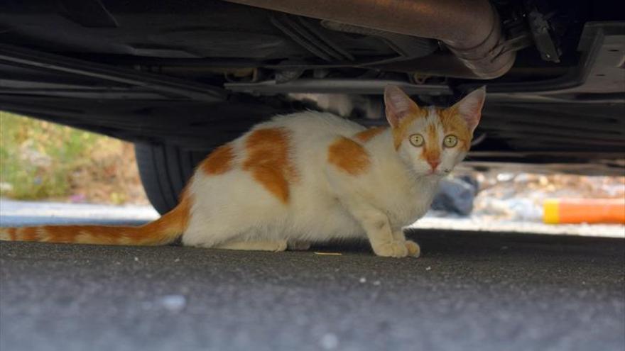 Sanidad permitirá dar comida a los gatos en tres colonias autorizadas