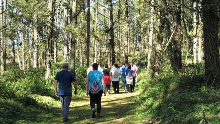 Culleredo dedicará casi 100.000 euros a retirar invasoras y recuperar los humedales del Monte Xalo