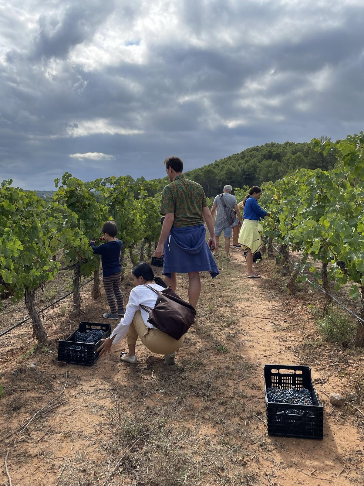 Turistas en los viñedos, recolectando uva.