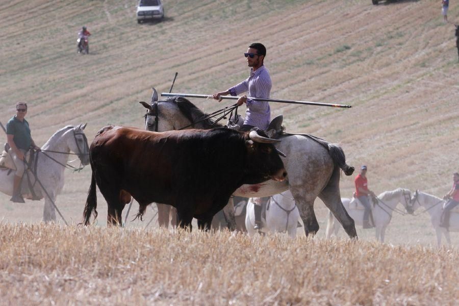 Encierro de campo en Villaescusa