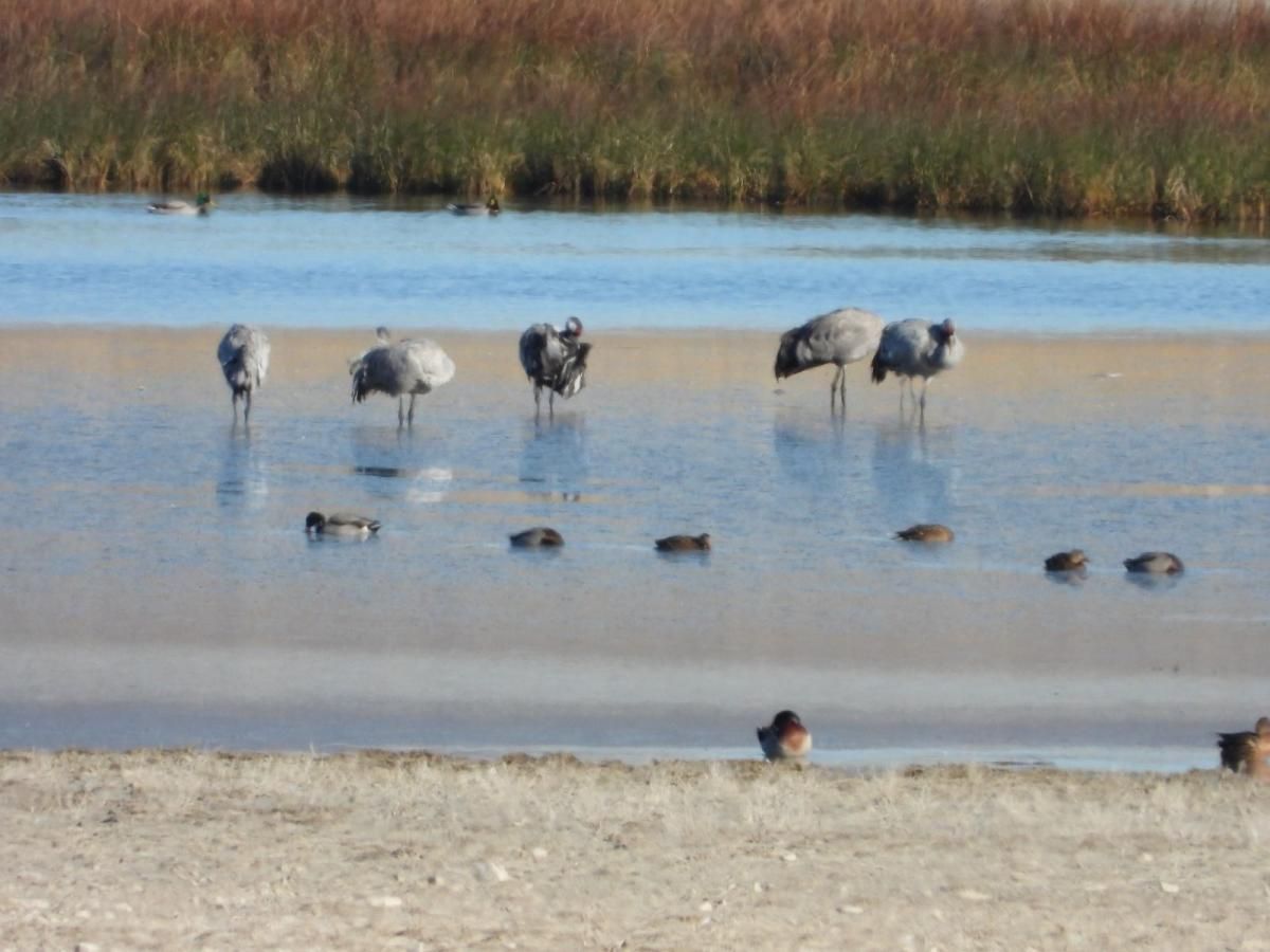 Las grullas llegan ya a Gallocanta, con una lámina de agua «histórica»