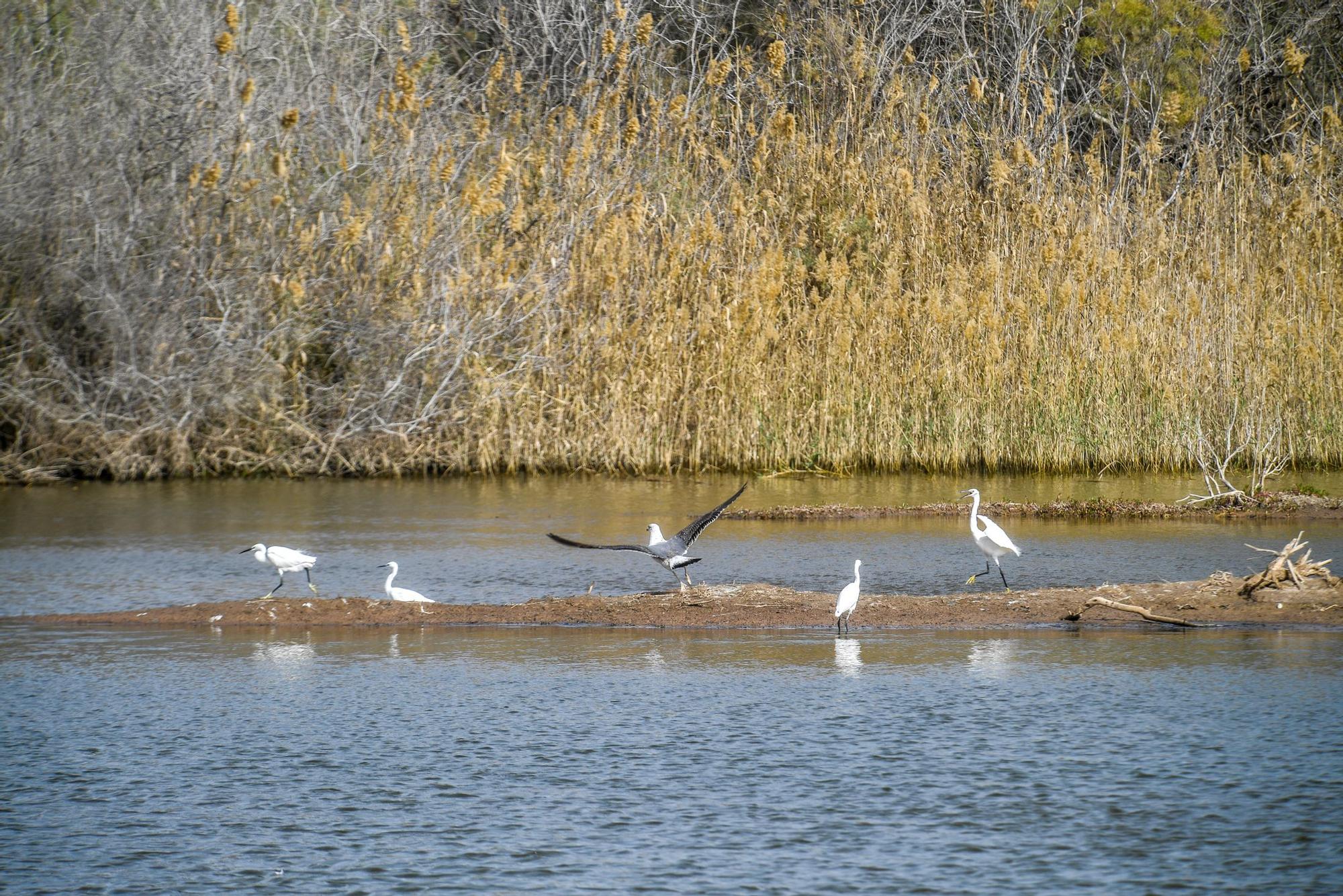 Avistamiento de fauna en la charca de Maspalomas