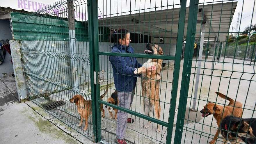 Refugio de animales de Os Palleiros, en Pontevedra. // Gustavo Santos