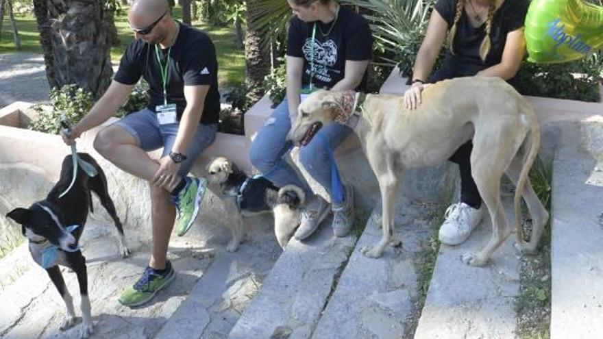 Animales de compañía en una zona verde de Elche.