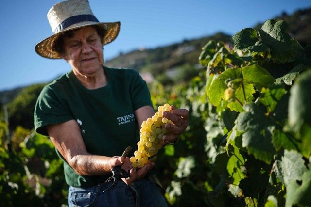 Vendimia en La Orotava, en los terrenos de bodega tajinaste