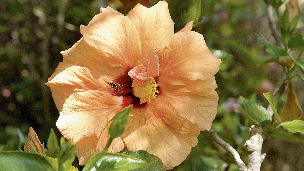 Der dunkle Fleck in der Mitte der Blüte ist ein Anziehungspunkt für Bestäuber.