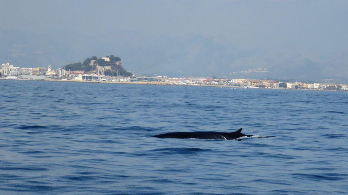 Una ballena pasa ante la costa de Dénia. Al fondo, el puerto y el castillo