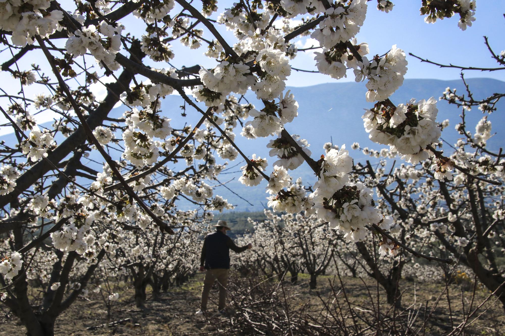 Cerezos en flor en Planes