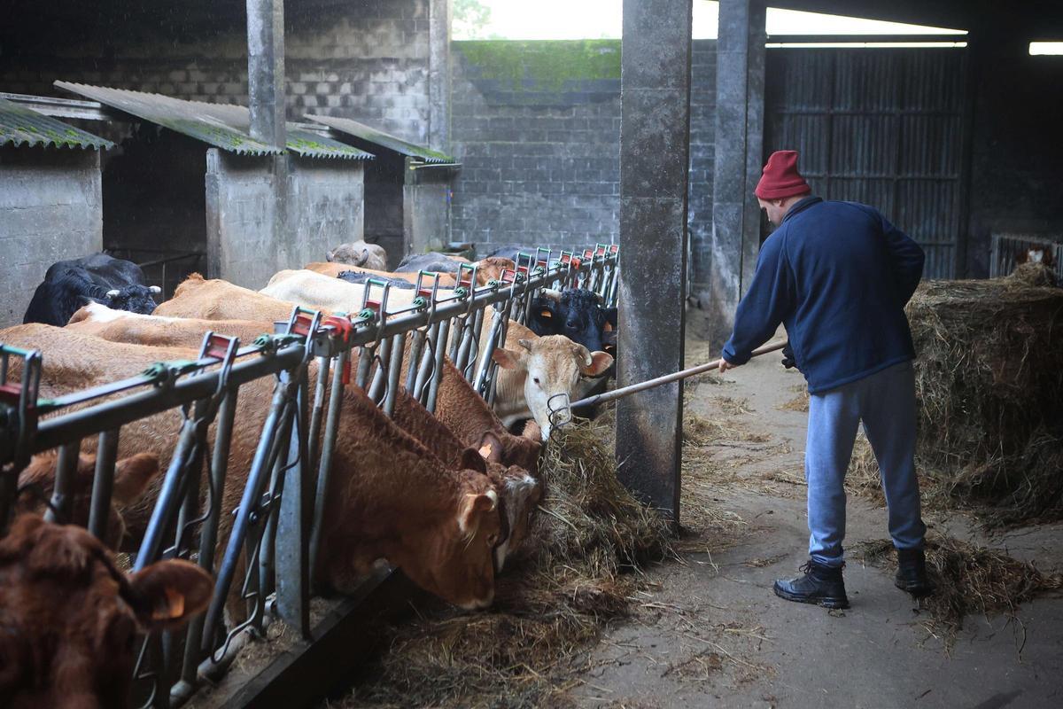 Adrián Laxe en su explotación de Irixoa.