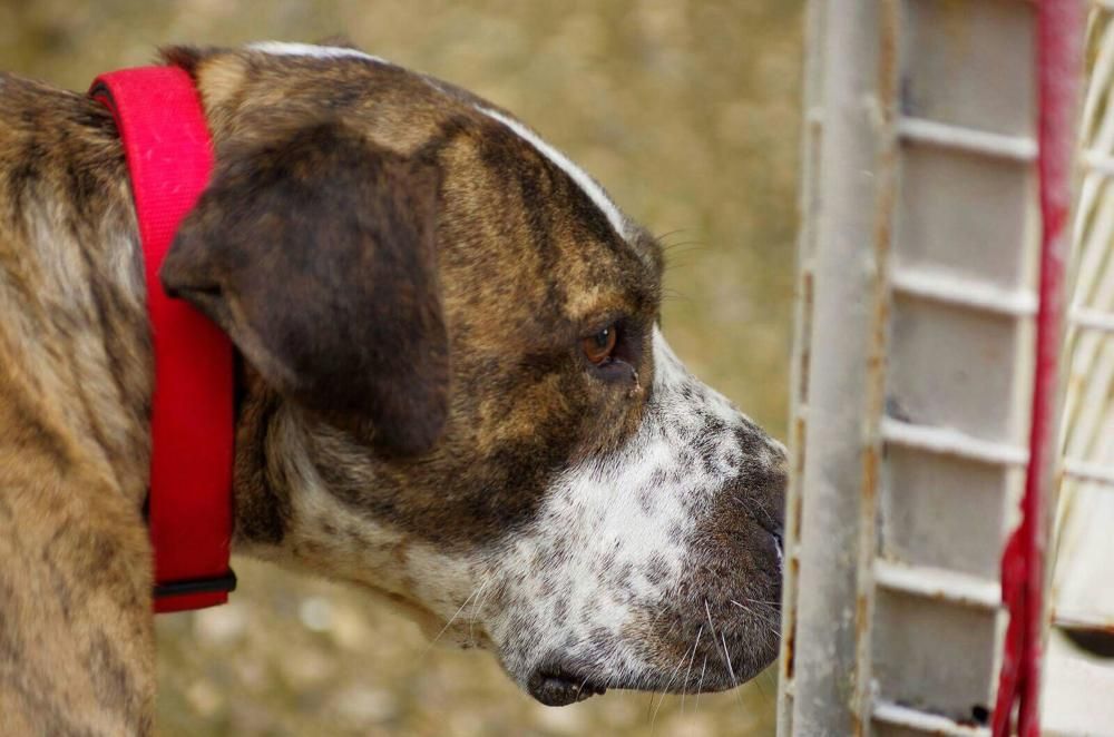 Caso de abandono animal en Mieres