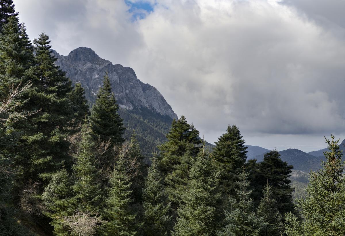 El Pinsapar de la Sierra de Grazalema