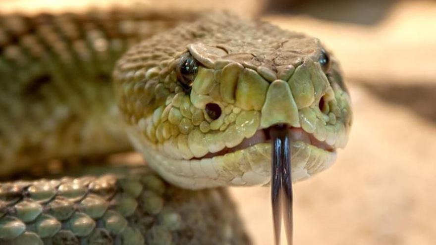 Assisteixen un home a Lles de Cerdanya mossegat per una serp