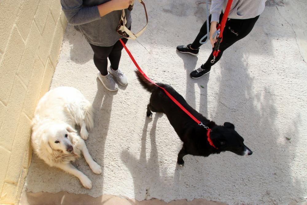 Los ingresos del refugio son destinados a la recuperación y subsistencia de perros y gatos.