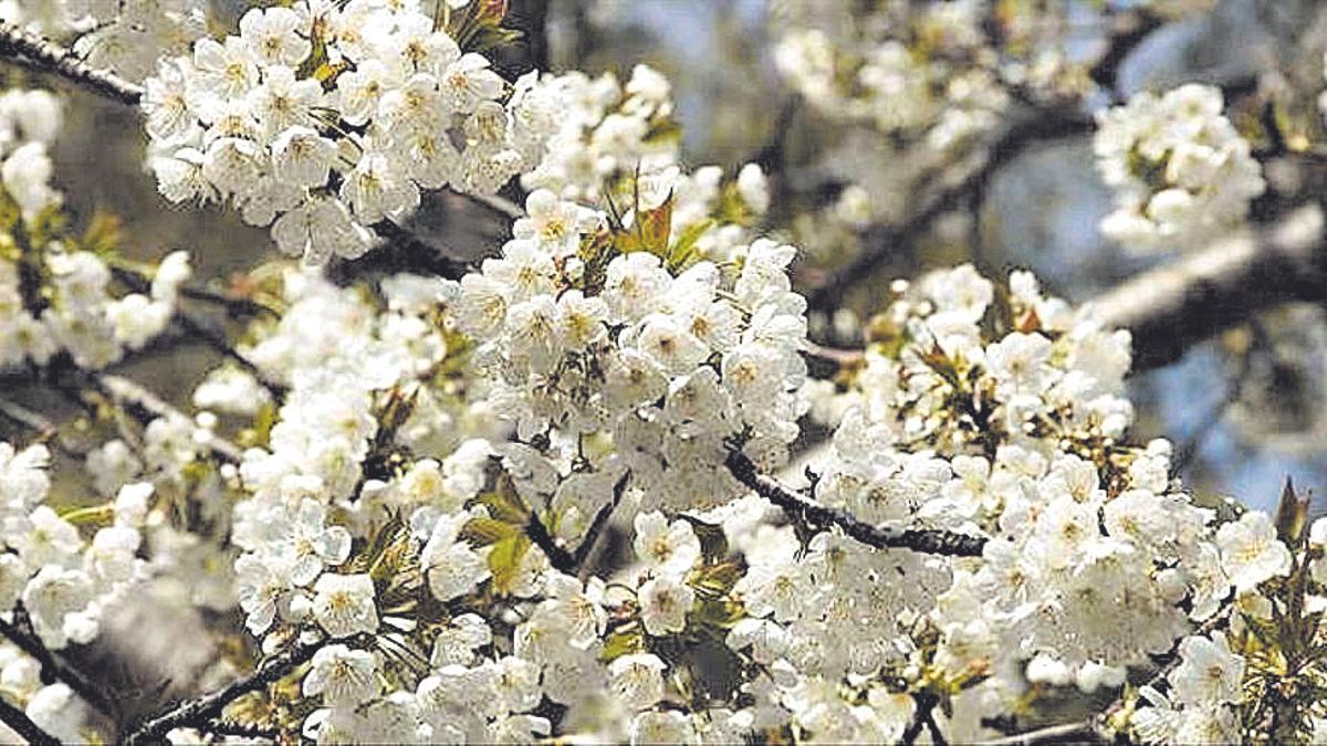 Cerezos en flor, en Alfarnate.