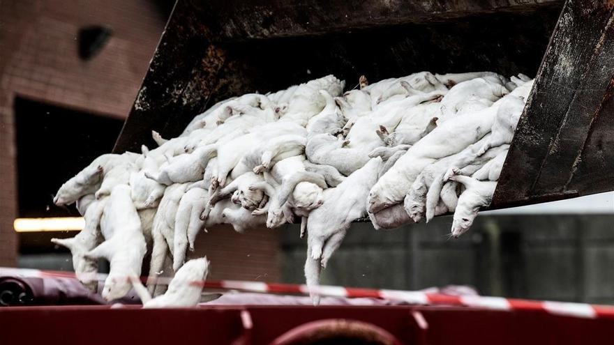 Francia detecta mutación del covid-19 en una granja de visones y sacrifica mil animales