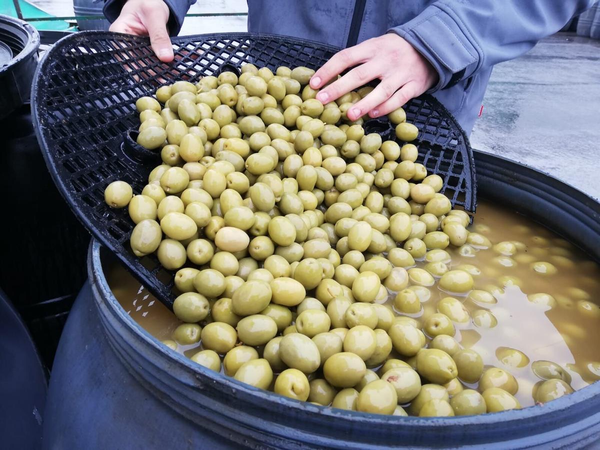 Trabajo con aceituna de mesa de la cooperativa de Posadas (Covidesa)